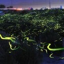 Stunning Long Exposure Photographs of Gold Fireflies in Japan | Colossal | [THE COOL STUFF] | Scoop.it