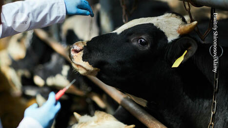 Bird-Flu Vaccine for Cattle Aces Early Test | Virus World | Scoop.it