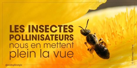 Quels sont les insectes pollinisateurs les plus efficaces ? | Variétés entomologiques | Scoop.it