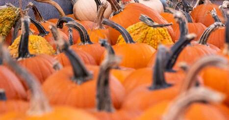 When Halloween is over, remember to recycle your pumpkins – | Industry 411 - Waste Management | Scoop.it