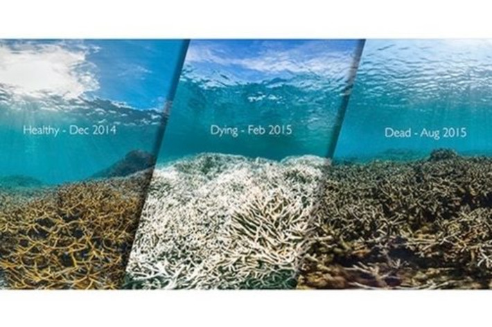 Corail In Océan Et Climat Un équilibre Nécessaire Scoopit