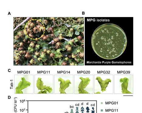bioRxiv: Conserved effectors underpin the virulence of liverwort-isolated Pseudomonas in divergent plants (2024) | Publications from The Sainsbury Laboratory | Scoop.it