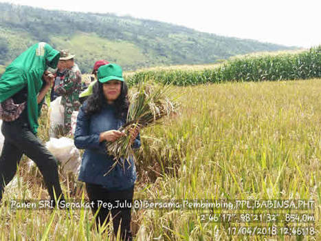 NORTH SUMATERA, INDONESIA: Panen Padi Teknologi System of Rice Intensification (SRI) di Kabupaten Dairi | SRI Global News ++ March - May 2025    System of Rice Intensification (SRI) | Scoop.it