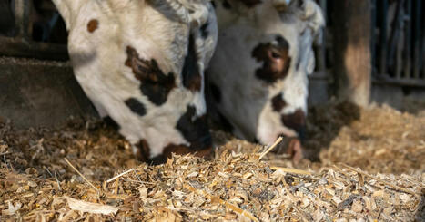 Décarbonation de l'élevage : une méthode standardisée d'évaluation de l'empreinte de l'alimentation animale | Environnement : Politiques Publiques et Stratégie | Scoop.it