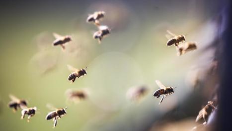 Trois questions sur le thiaclopride, un insecticide « tueur d’abeilles » dans le viseur des autorités | Prévention du risque chimique | Scoop.it