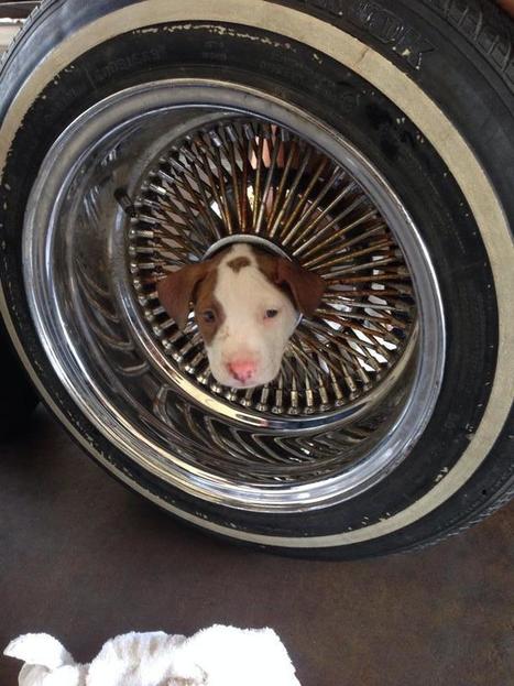 Puppy Freed From Wheel in Bakersfield (Photos) | Communications Major | Scoop.it