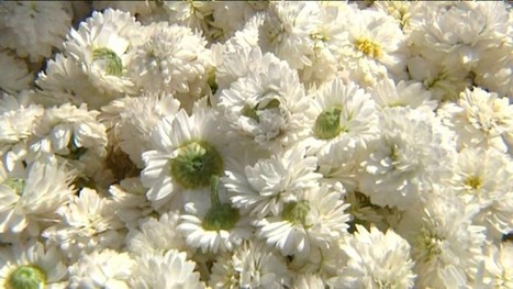 Plantes médicinales. La cueillette bat son plein - France 3 Bretagne | La Cabane aux Arômes | Scoop.it