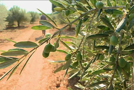 MEDITERRANEE : la production d'huile d'olive menacée par le réchauffement climatique  | CIHEAM Press Review | Scoop.it