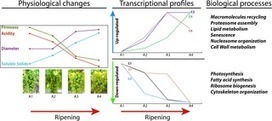 Transcriptome analysis during ripening of table grape berry cv. Thompson Seedless | Plant Gene Seeker -PGS | Scoop.it