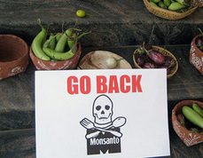 Obama aprueba ley que libera de responsabilidades legales a Monsanto | MOVUS | Scoop.it