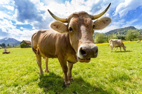 #Climat | L’#Europe cet #été? Il pourrait faire plus #chaud que jamais! – | GREENEYES | Scoop.it