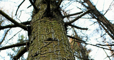 Au Moulin du Duc, la ville de Lannion fait abattre des arbres infestés par des scolytes | Les Colocs du jardin | Scoop.it