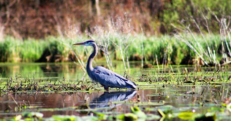 Face &agrave; l&rsquo;agroindustrie, le Conseil d'&Eacute;tat prot&egrave;ge les zones humides | Biodiversit&eacute;, &Eacute;cologie et Environnement | Scoop.it