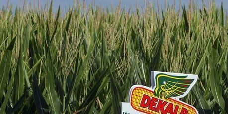 Comment Monsanto a mis les OGM au-dessus de la loi aux Etats-Unis | Questions de développement ... | Scoop.it