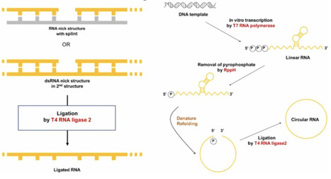 Splint-Free Circular RNA Synthesis via RNA Secondary Structure–Guided Ligation | RMH | Scoop.it