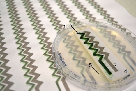 Digitally printed cyanobacteria can power small electronic devices | Amazing Science | Scoop.it