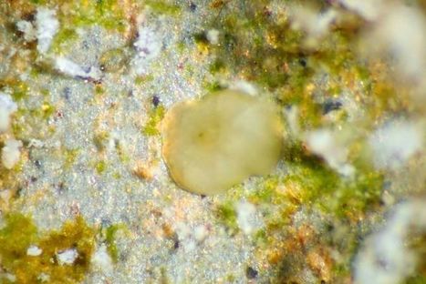 Transplanting coral could be key to regenerating 'battered' Great Barrier Reef | Coastal Restoration | Scoop.it