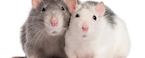 Rats will save their friends from drowning: new finding suggests that these rodents feel empathy | Empathy and Animals | Scoop.it