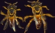 Soldier bees guard their nest against attack by robbers | Science News | Scoop.it