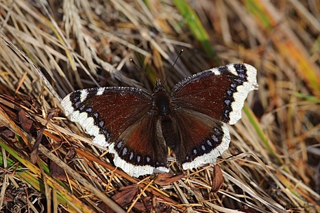 Observatoire de la Biodiversité des Forêts : 6 premières missions en mars ! | Variétés entomologiques | Scoop.it