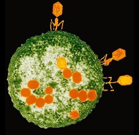 Microbial image of the month | Virology News | Scoop.it