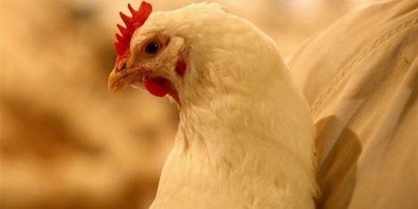 Almunajem, ce groupe saoudien qui est prêt à voler au secours du volailler Doux | La Gazette des abattoirs | Scoop.it
