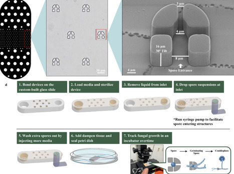 A microfluidic spore chamber for long-term imaging of single-spore hyphal development | RMH | Scoop.it