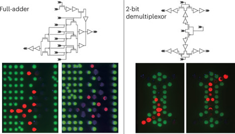 Living circuit boards built by printing bacterial transistors | Ncb | RMH | Scoop.it