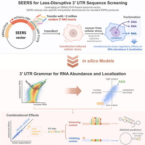 A systematic delineation of 3&prime;UTR regulatory elements and their contextual associations | csys | RMH | Scoop.it