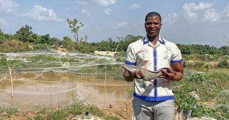 AFRICA : Southeast Nigeria’s catfish king | CIHEAM Press Review | Scoop.it