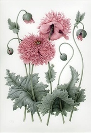 Société Française d'Illustration Botanique | HORTICULTURE | Scoop.it