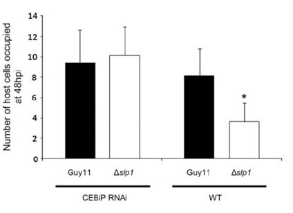 Plant Cell: Effector-Mediated Suppression of Chitin-Triggered Immunity by Magnaporthe oryzae Is Necessary for Rice Blast Disease | Plants and Microbes | Scoop.it