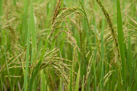 Sécurité alimentaire : découverte d’un gène d’immunité face à une maladie ravageant les cultures de riz et de blé | INRAE | SCIENCES DU VEGETAL | Scoop.it