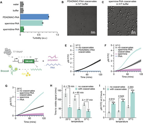 Transcription-induced coacervation accelerates and sensitizes cell-free biosensing | brvbe | RMH | Scoop.it