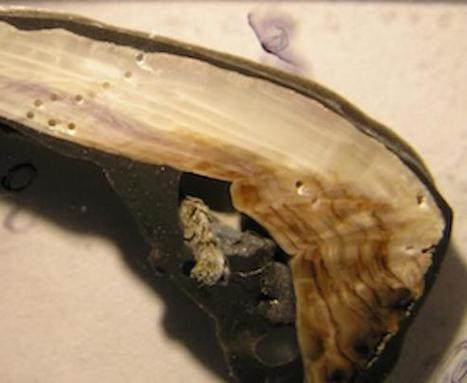 Modern mussel shells much thinner than 50 years ago, due to ocean acification | Amazing Science | Scoop.it