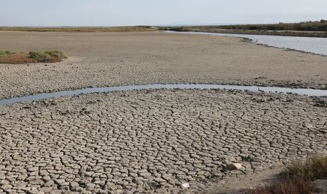 Face à la sécheresse, les étangs de Camargue sont en souffrance - La Provence | Biodiversité | Scoop.it