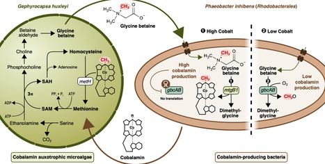 The glycine betaine-cobalamin feedback loop drives cross-feeding between marine bacteria and algae | brveco | RMH | Scoop.it