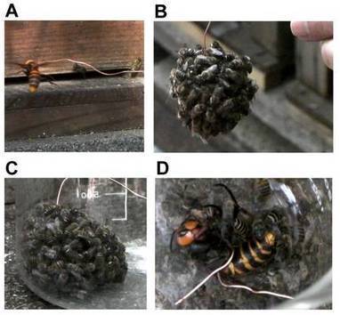 Les redoutables neurones des abeilles tueuses de frelons | EntomoNews | Scoop.it