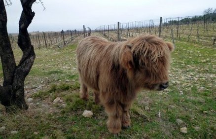 Des vaches des Highlands dans les vignes de La Palme | Variétés entomologiques | Scoop.it