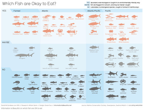 Manger des poissons oui mais lesquels? | Journalisme graphique | Scoop.it
