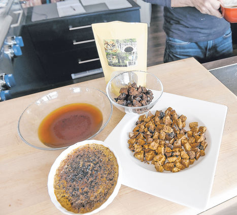 Le chaga: le champignon médicinal au bon goût | La Sagesse de la Nature | Scoop.it