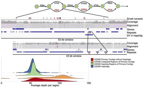 bioRxiv: De novo assembly and phasing of dikaryotic genomes from two isolates of Puccinia coronata f. sp. avenae, the causal agent of oat crown rust (2017) | Plant Pathogenomics | Scoop.it