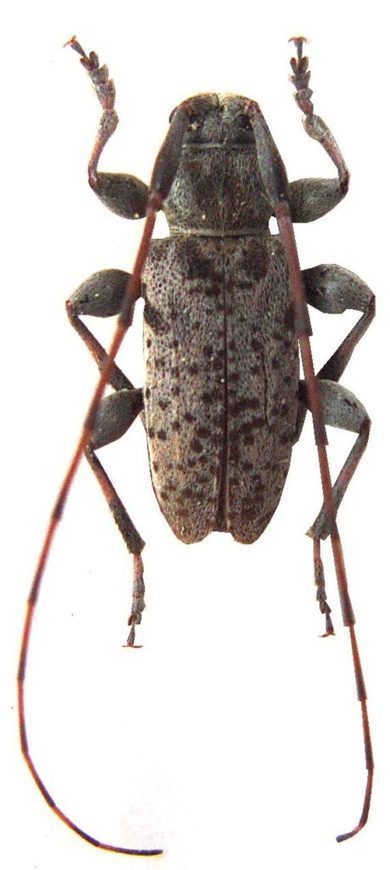 Petite histoire d’une découverte : Leiopus femoratus en France | EntomoScience | Scoop.it
