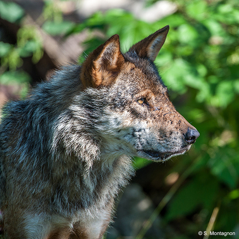 L'État sacrifie deux loups supplémentaires - ASPAS : Association pour la Protection des Animaux Sauvages | Loup | Scoop.it
