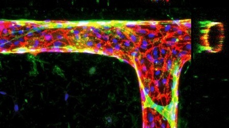 Lab-grown human blood vessels could help study diseases, grow tissues for transplant | Longevity science | Scoop.it