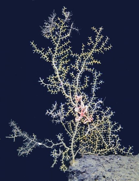 Study Shows Oil Impacts in Deep-Sea Coral Colonies Seven Years After Deepwater Horizon | Coastal Restoration | Scoop.it
