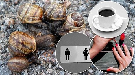 Kotilohoitoa ja sumopainipukuja - N&auml;it&auml; niksej&auml; ei julkaistu | 1Uutiset - Lukemisen t&auml;hden | Scoop.it