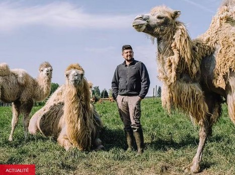 L’élevage de chameaux se développe en France, et cela n’est pas si bizarre que ça - Ouest-France | Pour innover en agriculture | Scoop.it