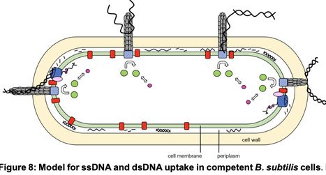Bacillus competence pili are efficient single - and double stranded DNA uptake machines | brvm | RMH | Scoop.it