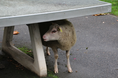 A Fontenay-sous-Bois, des moutons pour créer du lien social | 94 Citoyens | Paris durable | Scoop.it